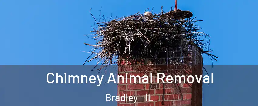  Chimney Animal Removal Bradley - IL